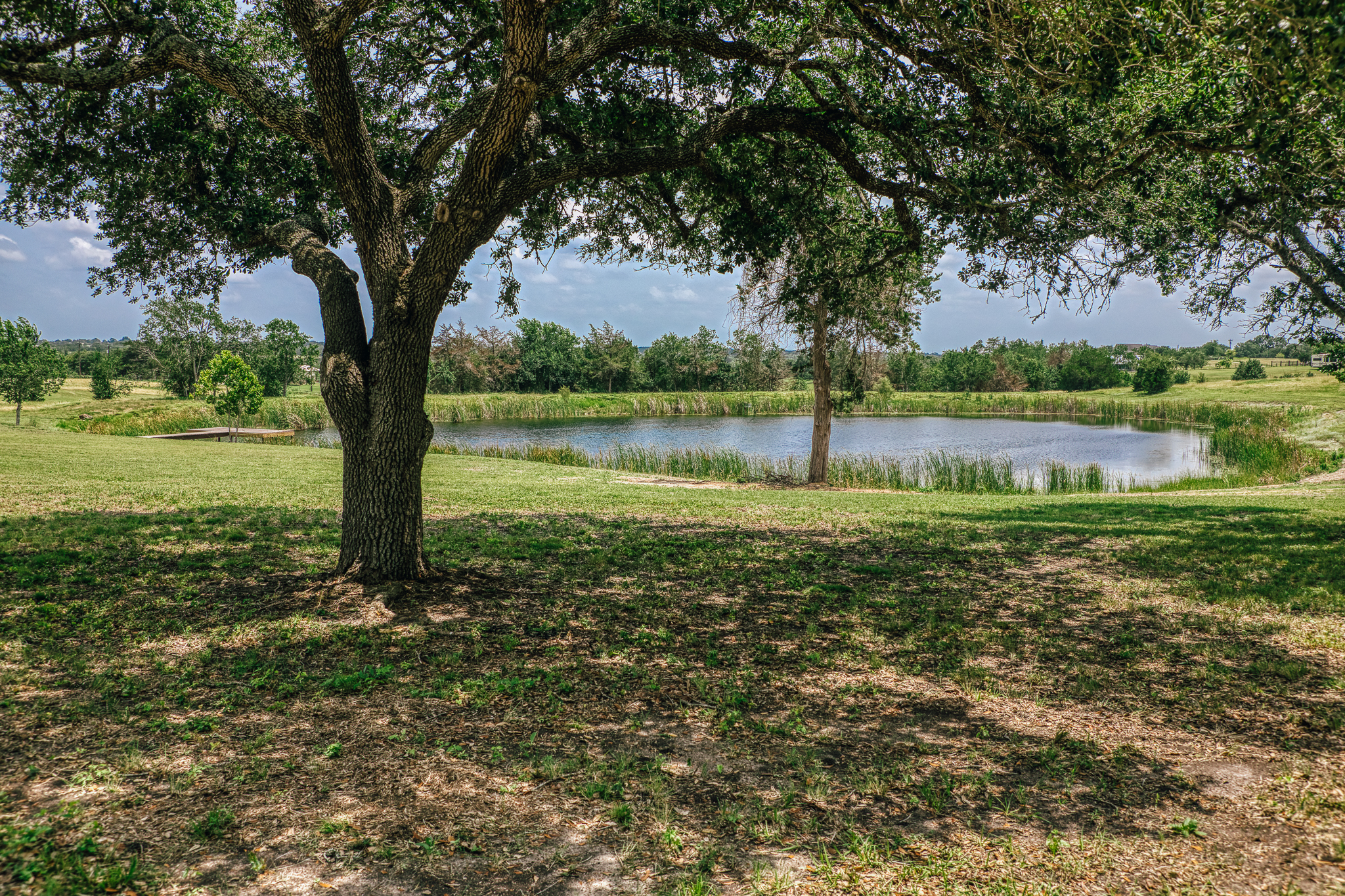 Mature live oak framing the pond — Lot 3, The Clearing