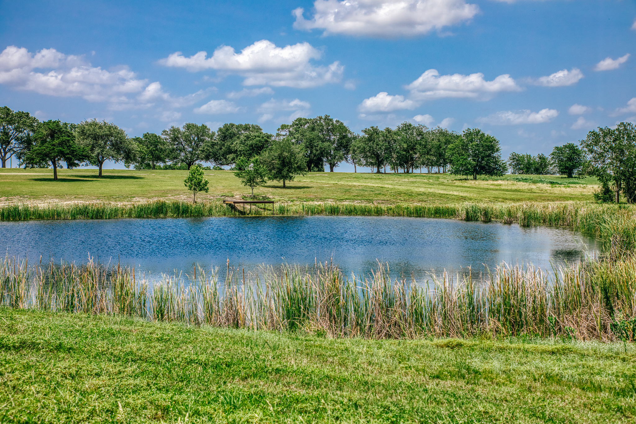 Reeds and dock across the pond — The Clearing